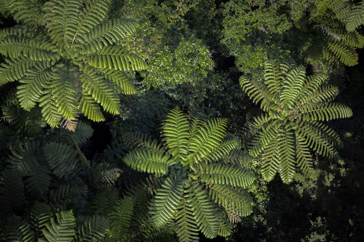 Aerial view of lush green tree ferns in dense forest canopy, with radiating fronds forming natural circular patterns.