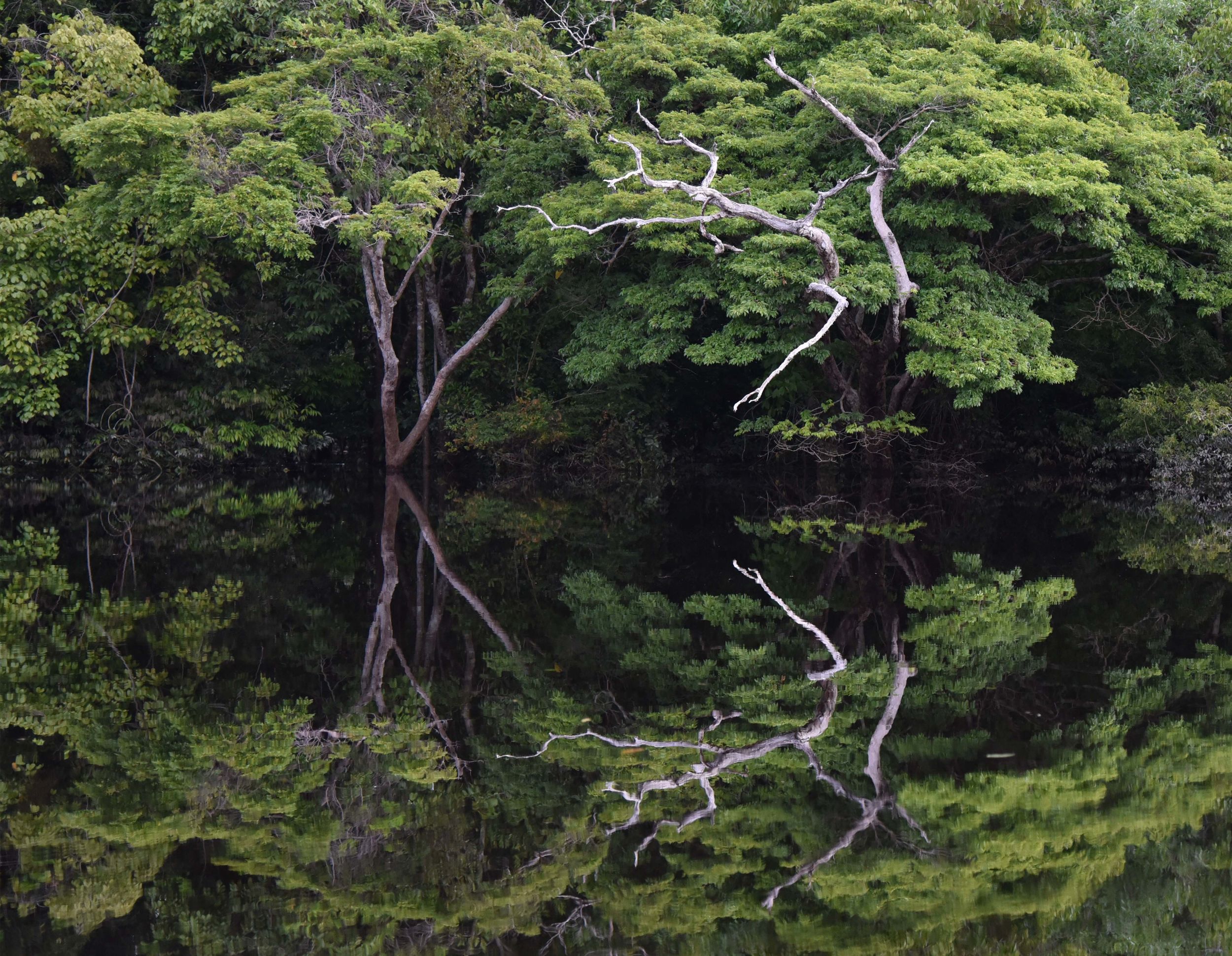 Fotografia dentro Amazonia . 100 x 78 cm