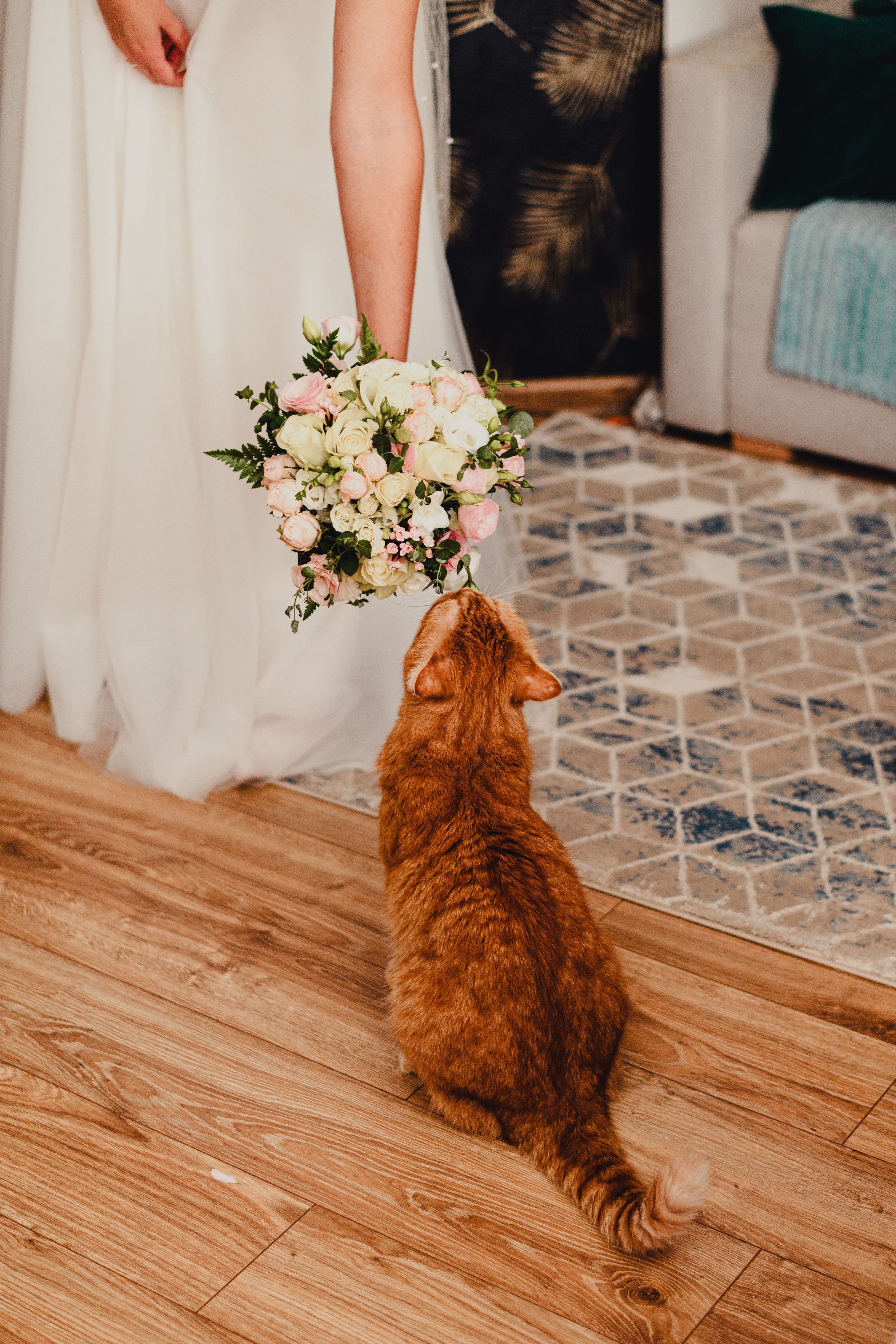 Orange cat investigates wedding bouquet with white flowers on wooden floor.