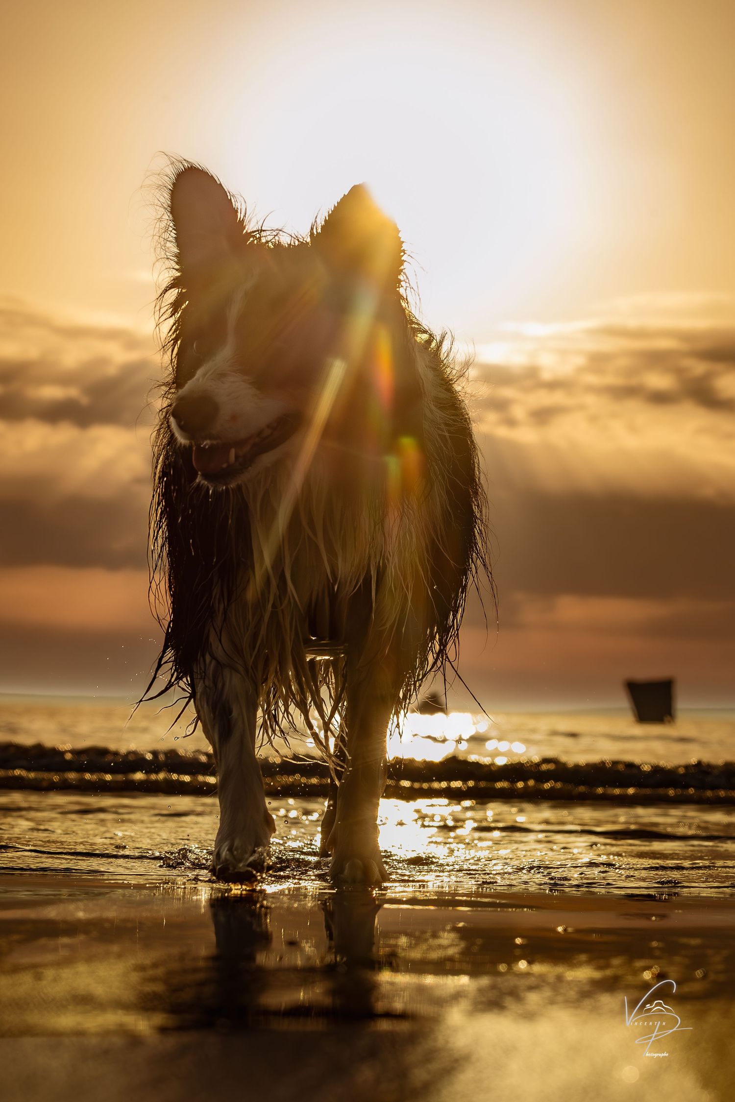 Silhouette of a dog splashing in shallow water during golden sunset.