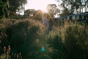 Golden sunlight streaming through tall grass and trees at sunset.