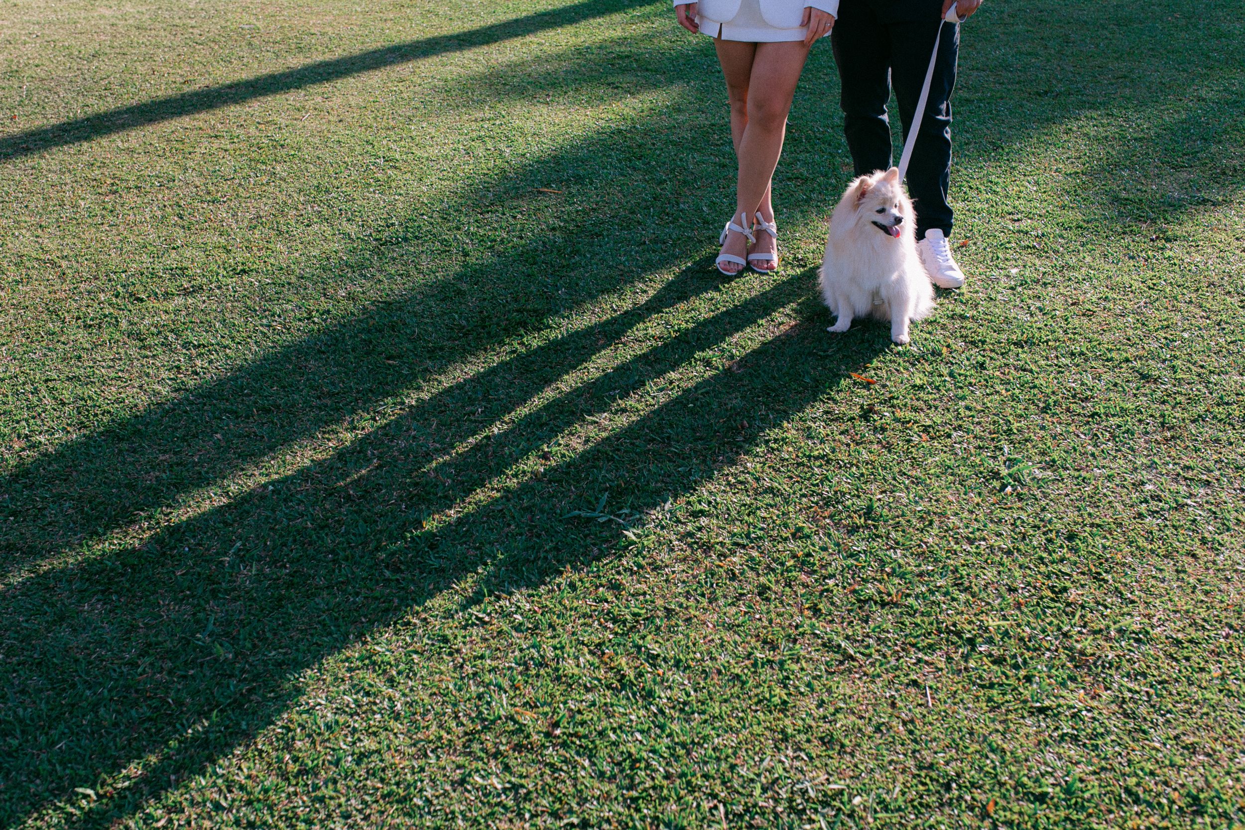 Long shadows cast on green grass as a small white dog walks with its owners.