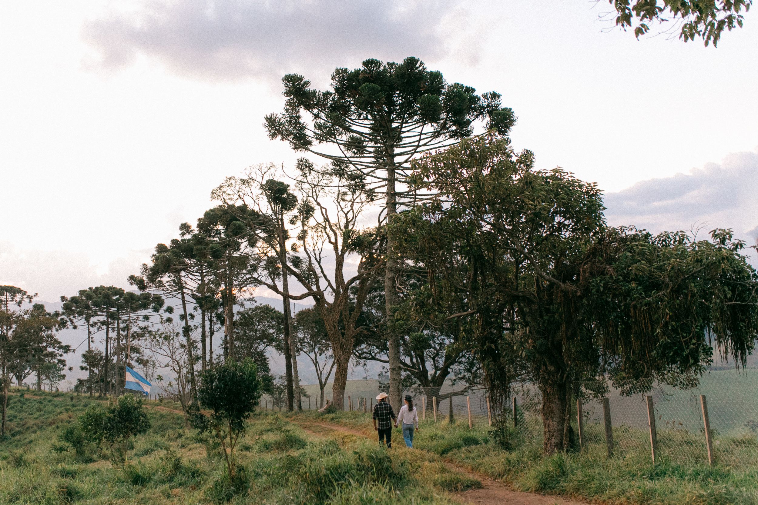 Distant figures walking among tall trees on a misty hilltop at dusk.