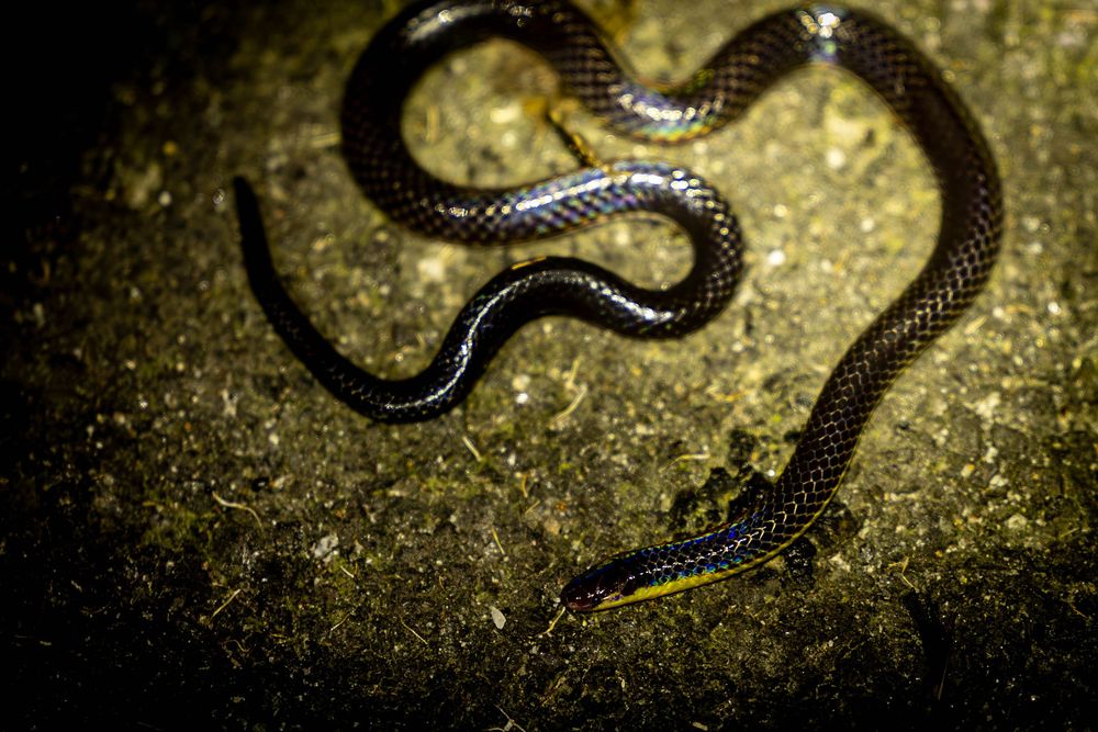 A dark snake coils on mossy ground at night, its sleek black scales visible in low light.