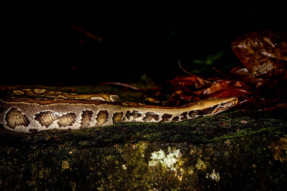 A blood python with intricate brown patterns crawling over a mossy rock at night.