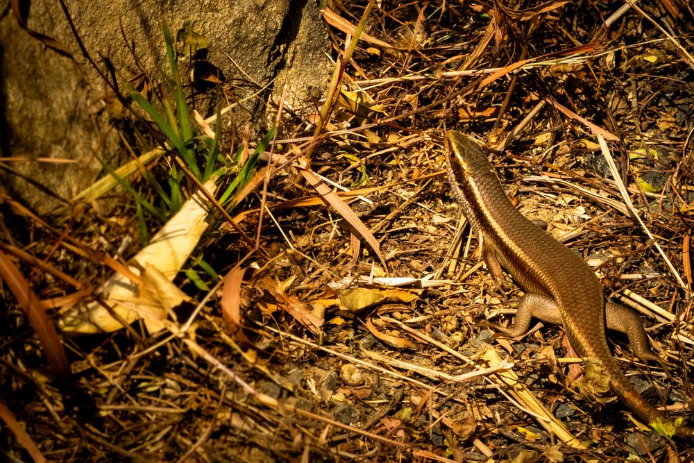 Small brown lizard blending into dry leaf litter and twigs on forest floor.