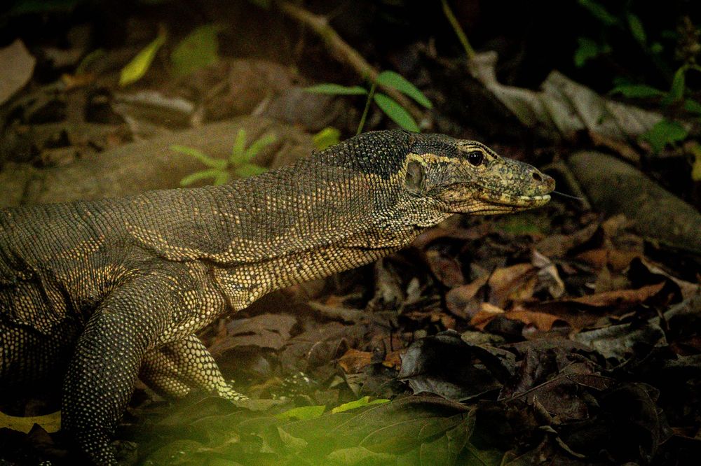 A monitor lizard with dark scaly skin walking through dry fallen leaves on forest floor.