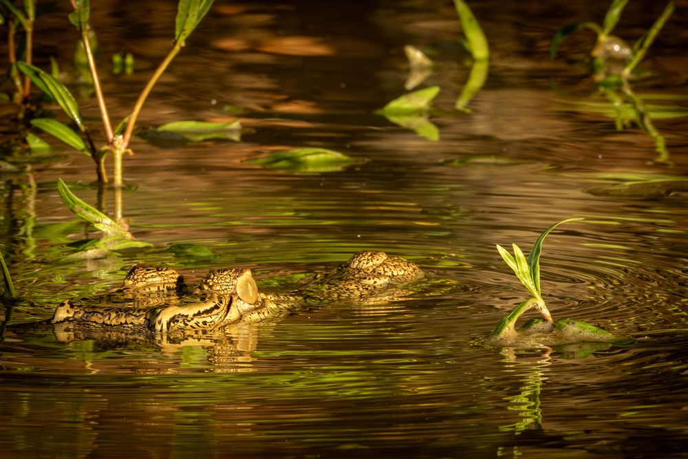 A crocodile partially submerged in dark murky water surrounded by aquatic green plants.