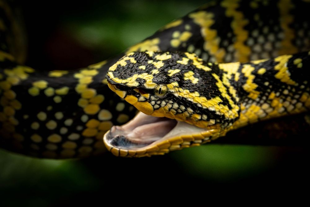 Wagler's Pit Viper with open mouth displaying fangs in a defensive posture.