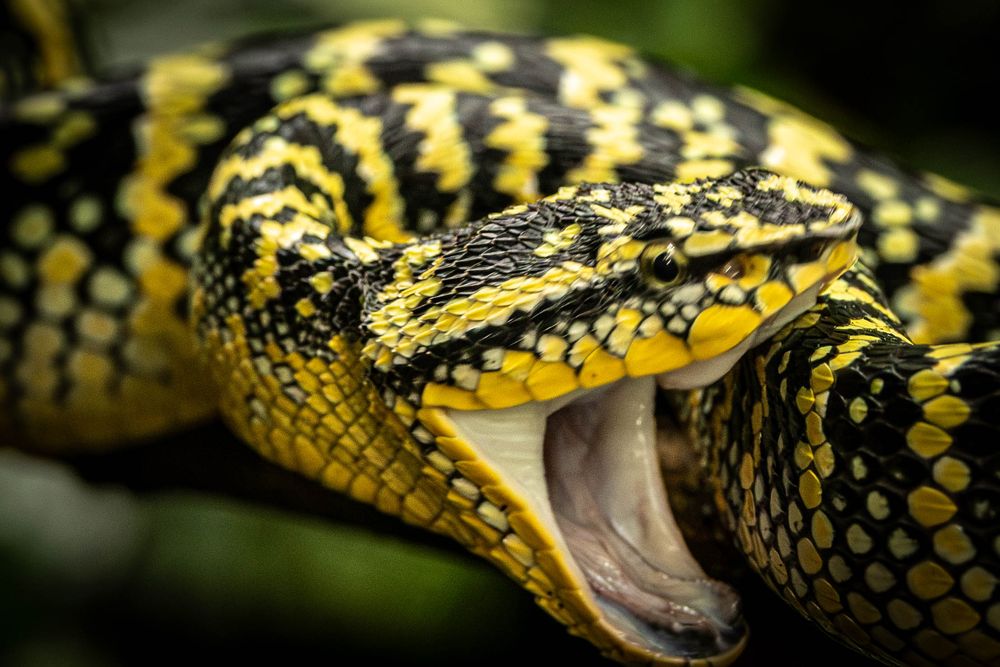 Wagler's Pit Viper with open mouth in a defensive display.