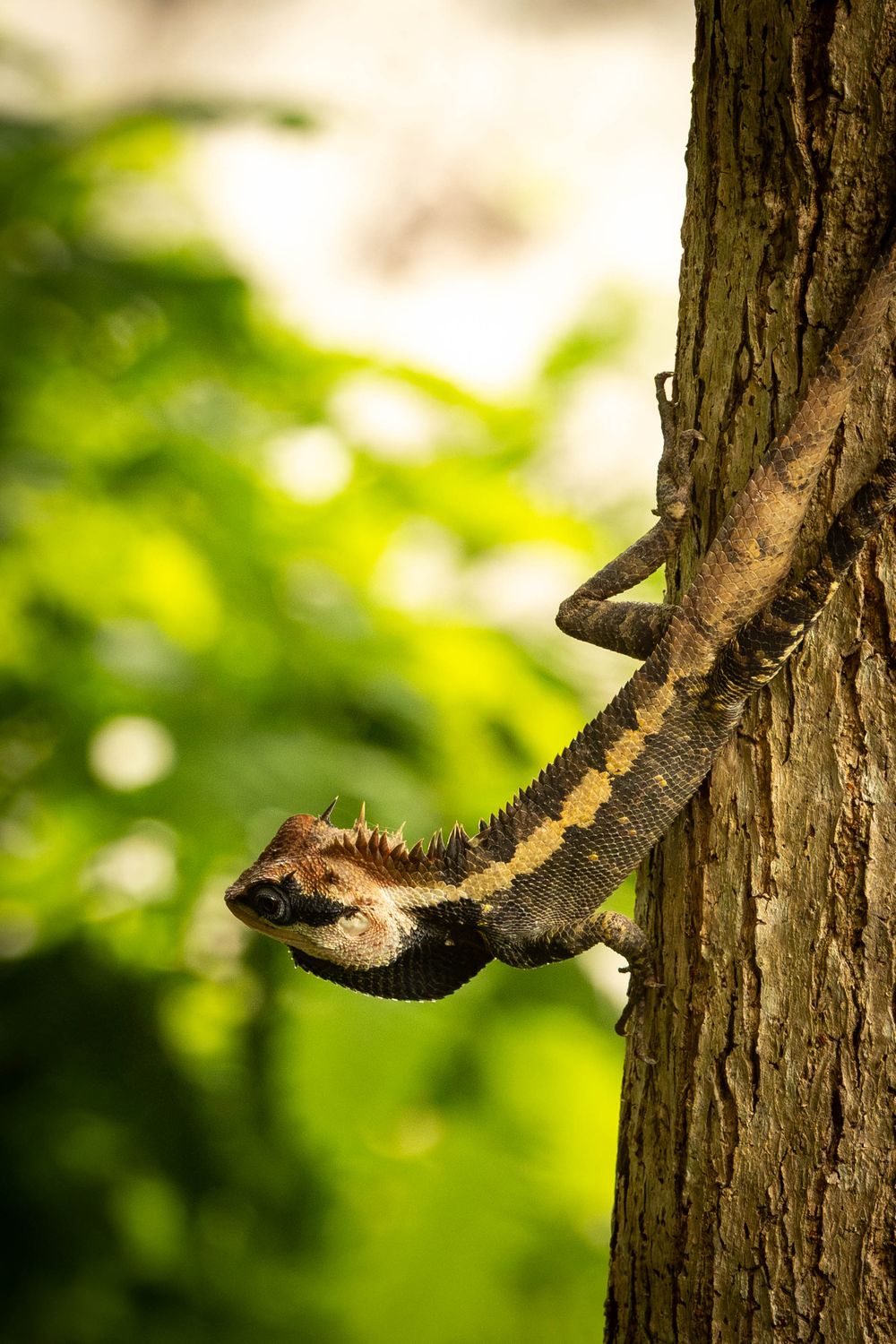 A garden lizard clinging to a tree trunk with green foliage background.