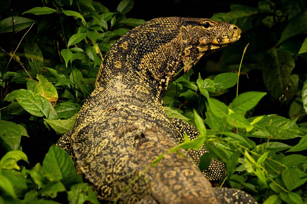 A large monitor lizard with yellow-spotted scales resting among dense tropical green foliage.