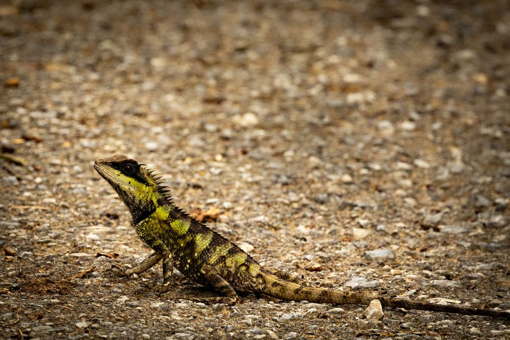 A green and black striped lizard stands alert on a rocky gravel path in natural habitat.