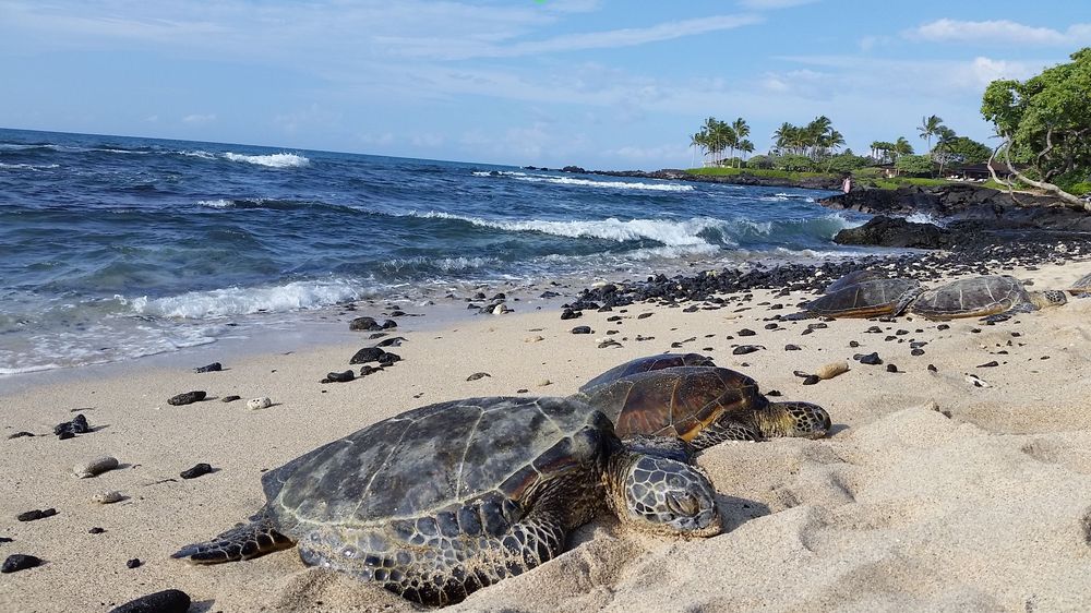 Two green sea turtles rest on a black rocky Hawaiian beach with ocean waves and blue sky in the background.
