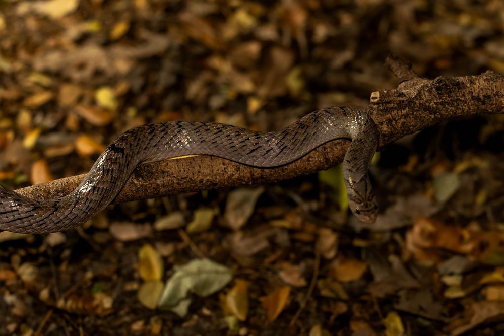 Brown patterned snake crawling over a fallen branch among autumn leaves on forest floor.