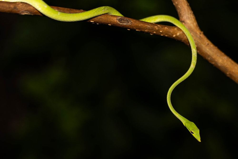 Slender green vine snake draped over a rain-spotted branch at night.