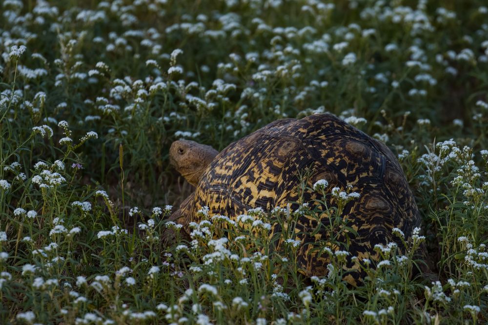 A leopard tortoise with distinctive patterned shell walking through white wildflowers in the wild.