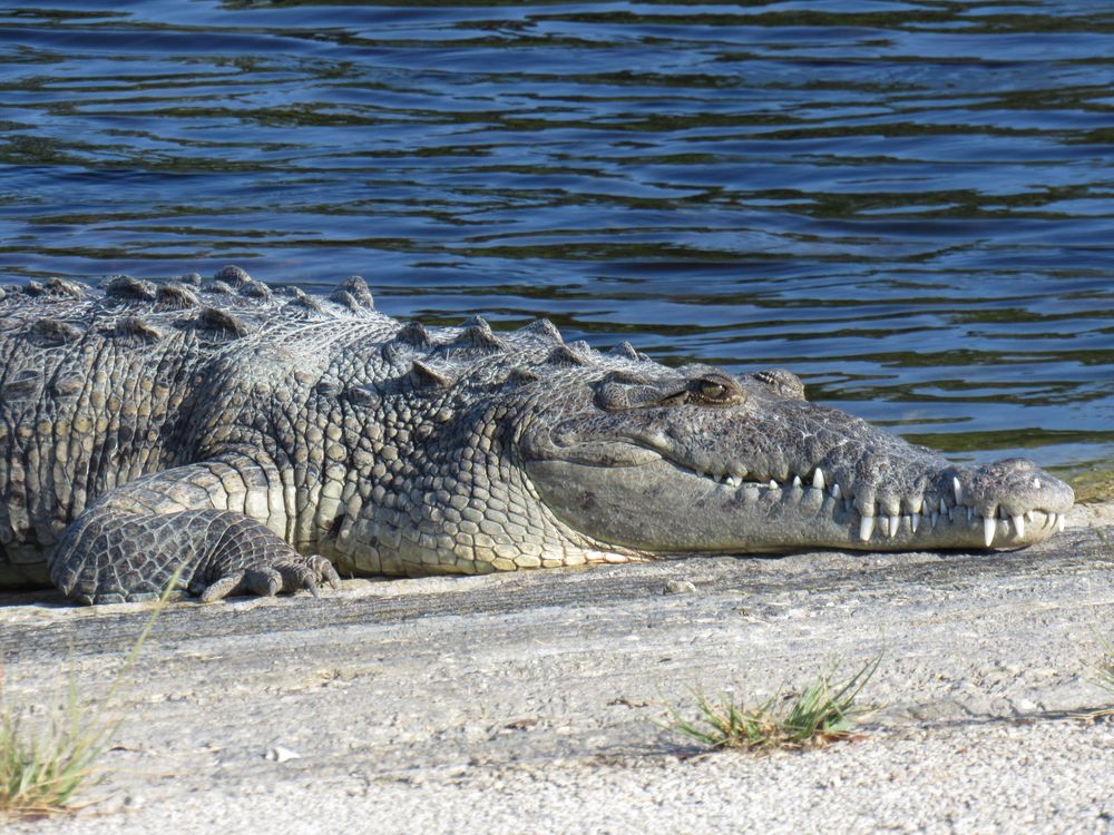 A large crocodile basks on a sandy shoreline beside calm blue water in Florida.