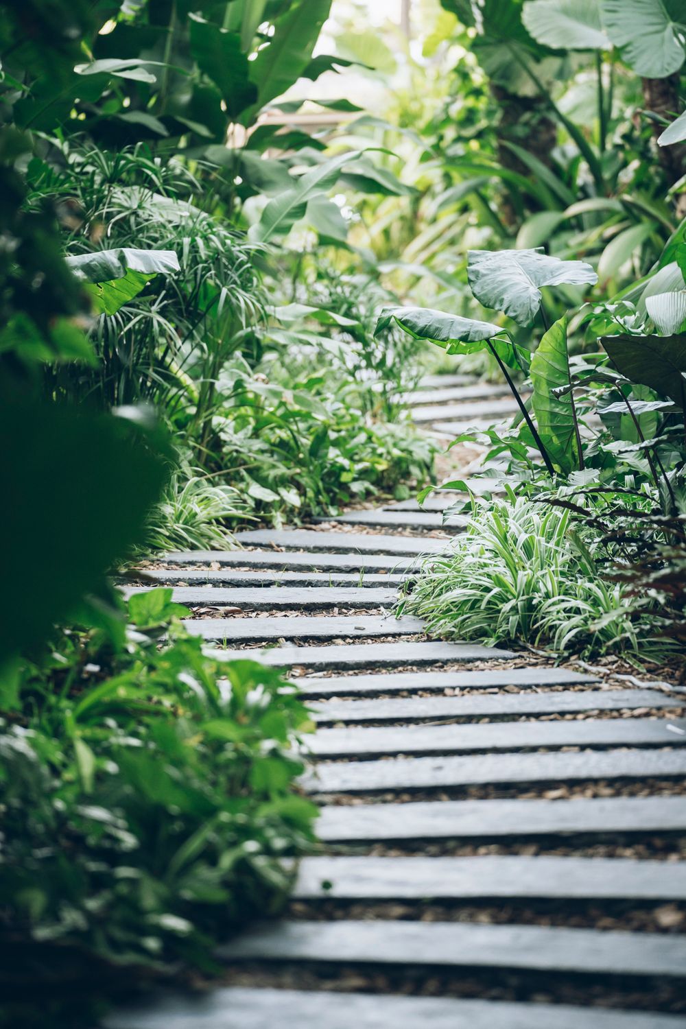 A wooden pathway winds through lush tropical garden foliage with green plants and leaves framing the walkway.