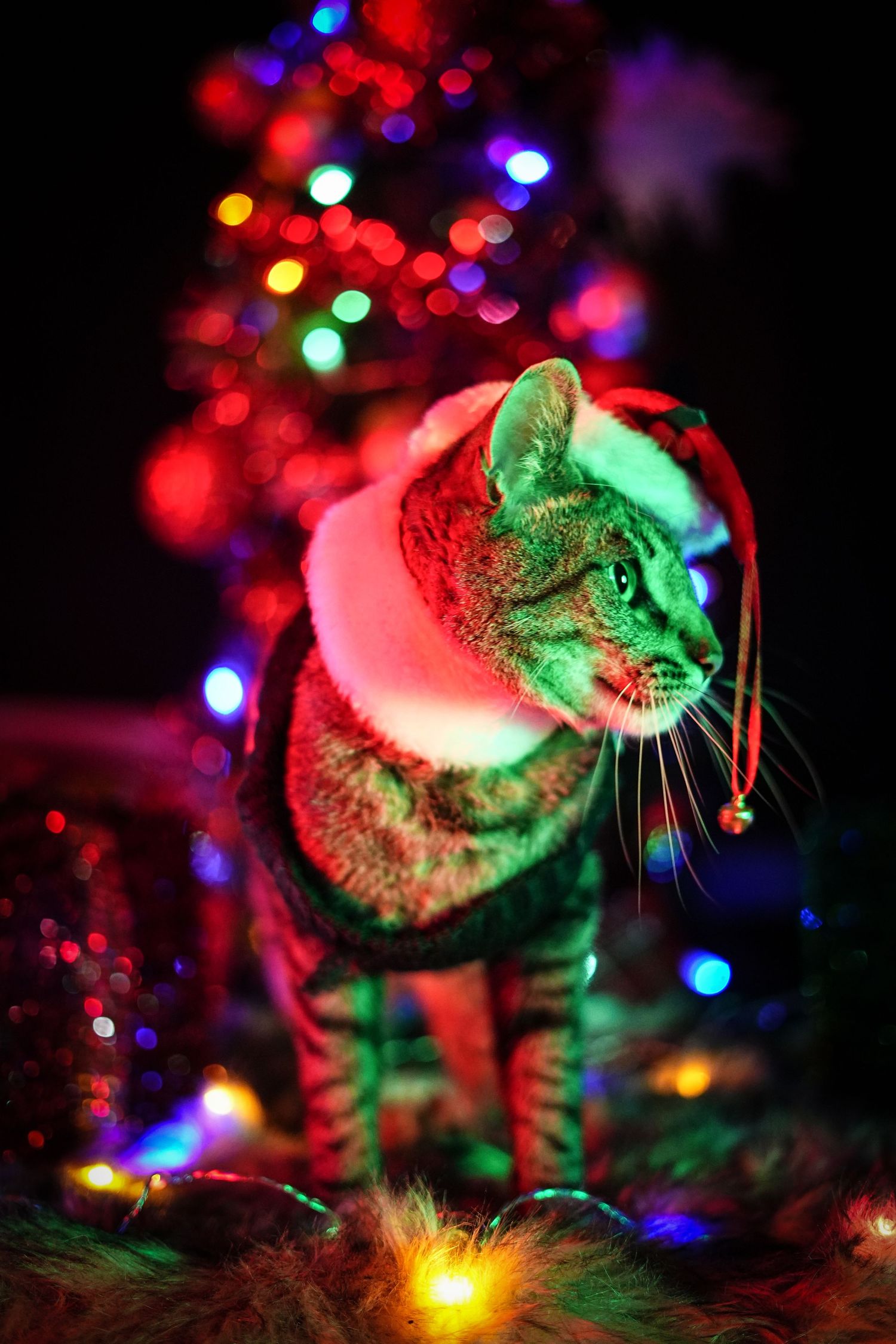 Cat illuminated by colorful Christmas lights in dark setting creating magical holiday ambiance.