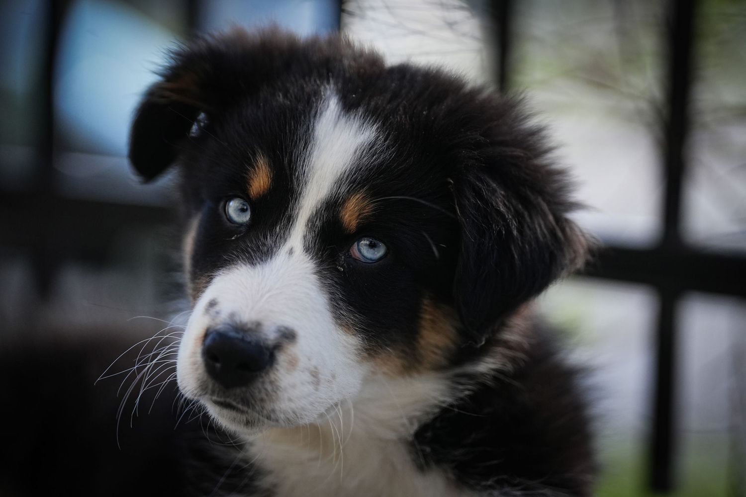 Australian shepherd puppy with striking blue eyes gazes intently at camera in closeup portrait.