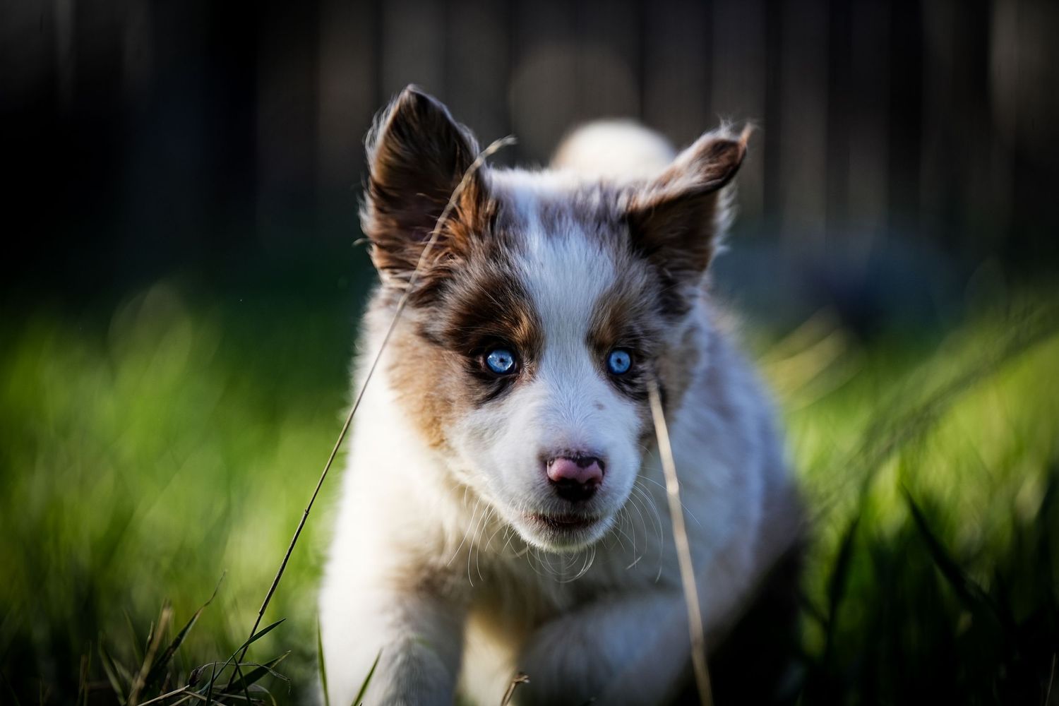 Young Australian Shepherd puppy with bright blue eyes playing in green grass.