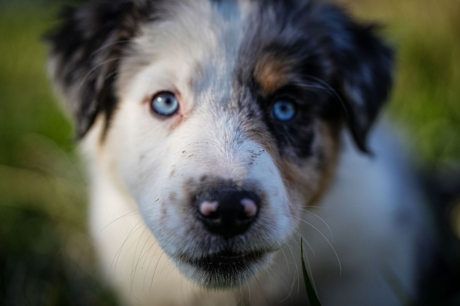 Close up of an Australian Shepherd dog with heterochromatic blue eyes looking directly at camera.