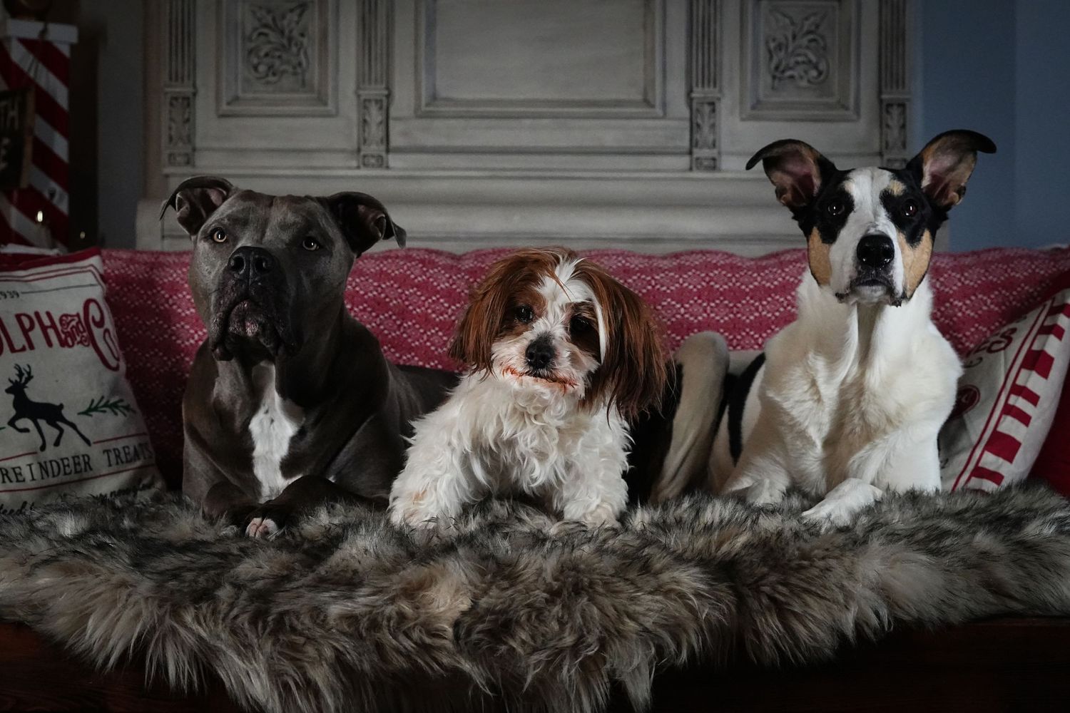 Three dogs including a black Lab mix, brown and white spaniel, and white terrier mix posing together on a fur blanket.