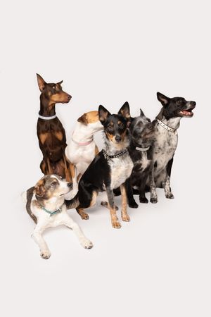 Multiple dogs on a white backdrop with one dog looking at the camera.