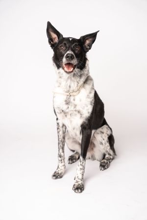 Happy dog displaying excellent manners and training.