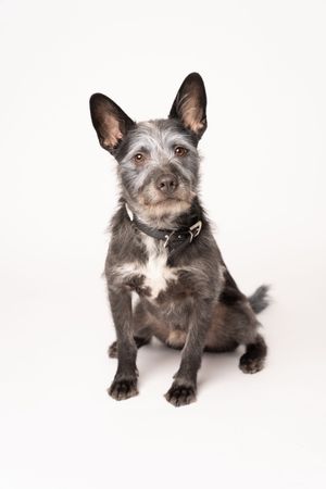 An intriguing dog portrait.