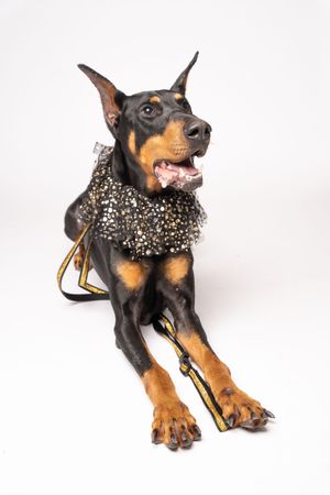 One gorgeous rottweiler in a costume.