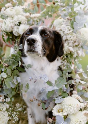 Dog surrounded by wedding party flower bouquets trendy wedding photography fall wedding in New Brunswick, documentary style photography