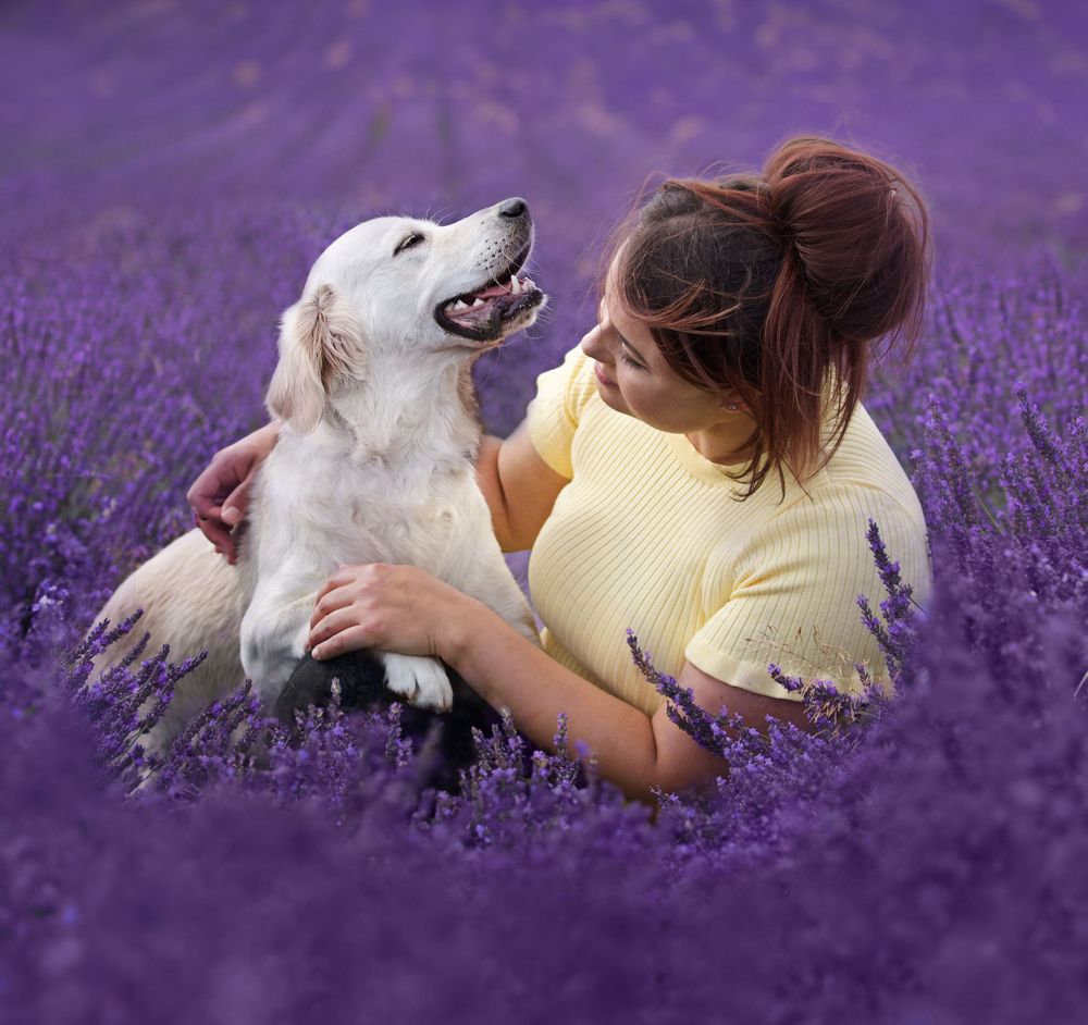 White dog and companion relaxing together in a vibrant purple lavender field.