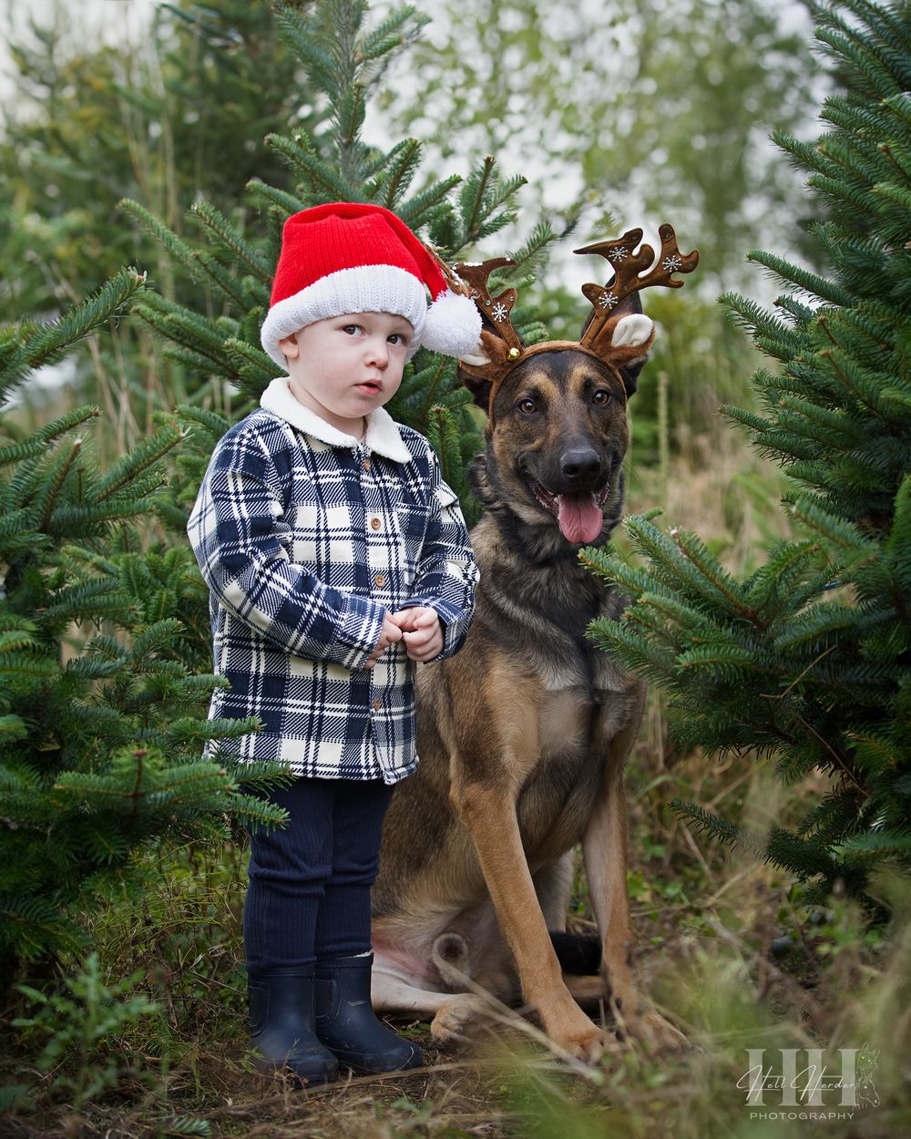 A young boy in winter clothes stands with a German Shepherd wearing reindeer antlers among Christmas trees.