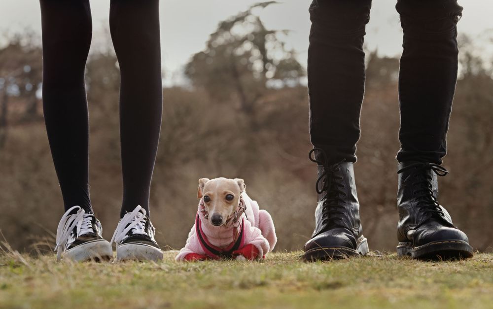 Two pairs of legs stand on grass with a small hamster in a pink sweater between them.