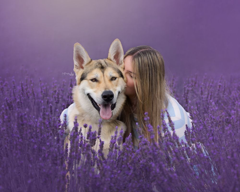 Happy shiba inu dog sitting in blooming purple lavender field.