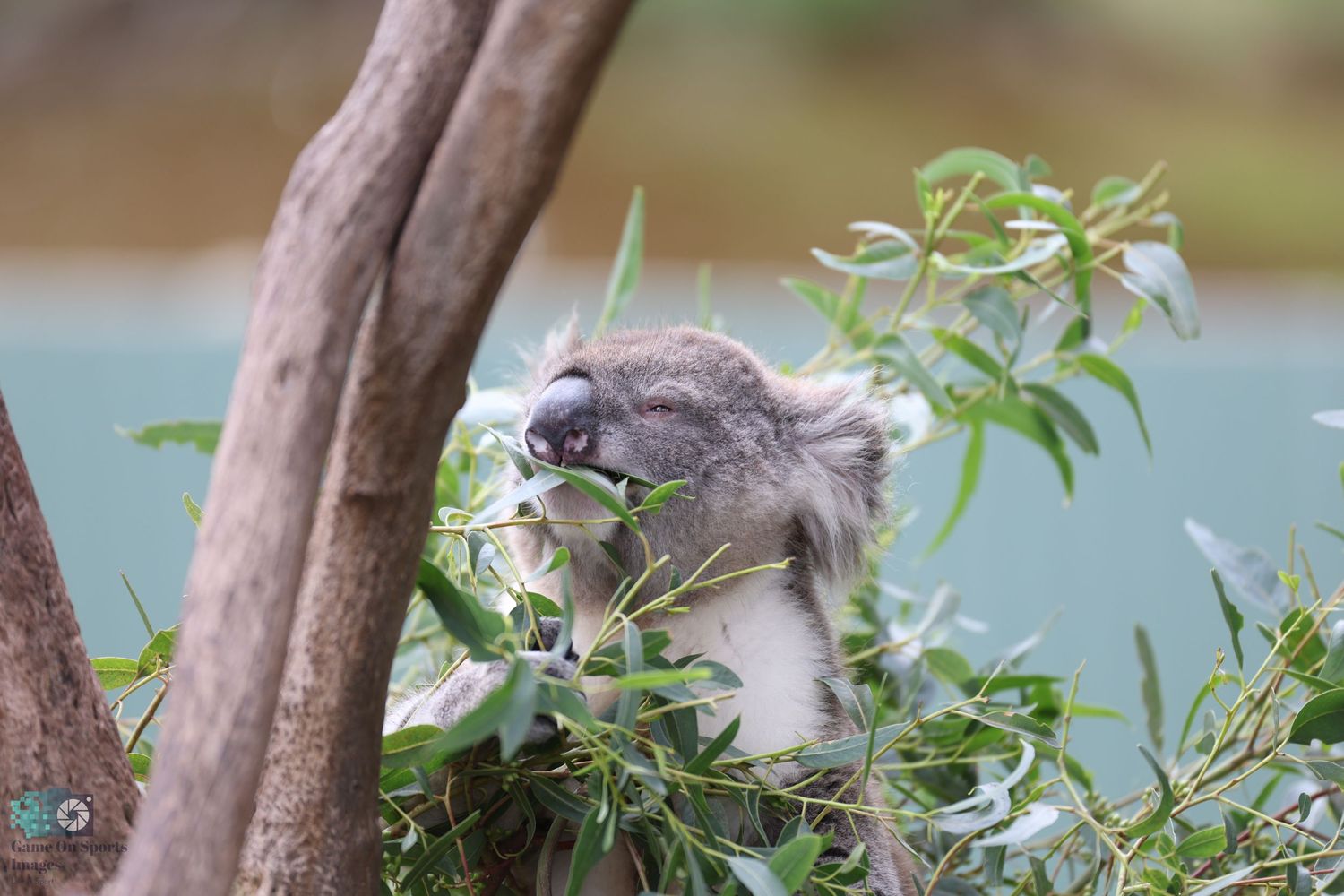 Close up of a koala eating eucalyptus leaves while perched in a tree.
