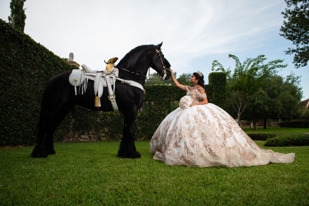 Beautiful outdoor photo session with a black Friesian horse and an elaborately detailed gown.