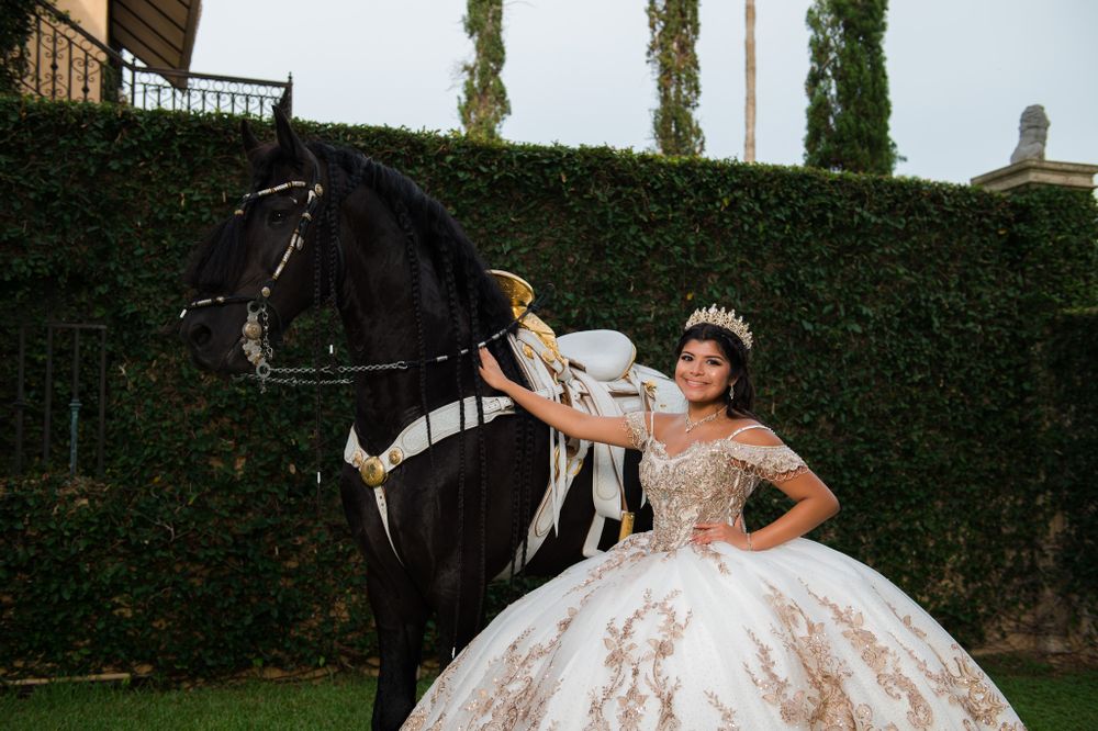 Dramatic moment captured with a magnificent black horse and flowing ballgown in a garden setting.