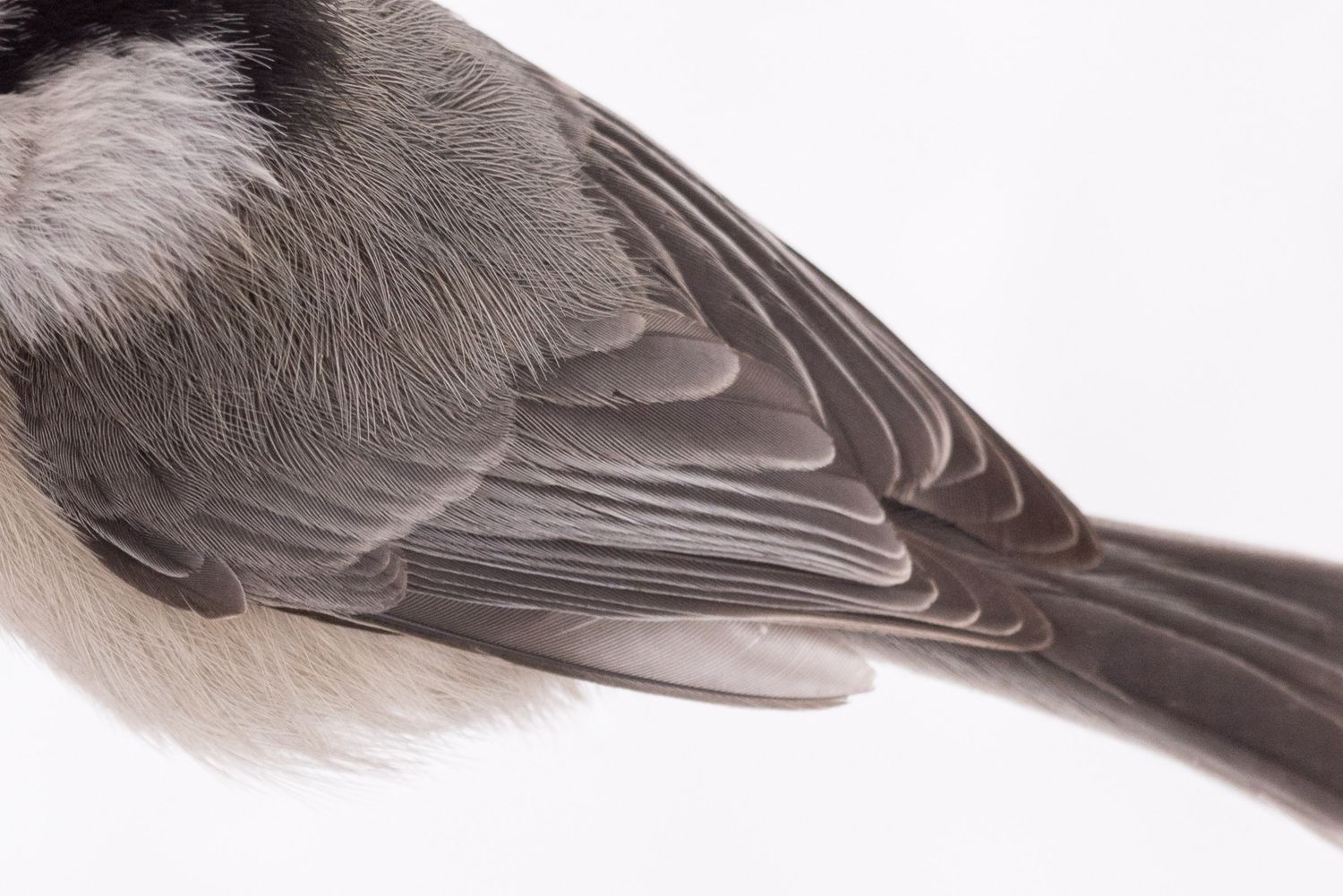 A chickadee's back, with fine detail in the gray, white, and black feathers. Photo by Jessica Rix. #wacc:attracted (birdseed in backyard)