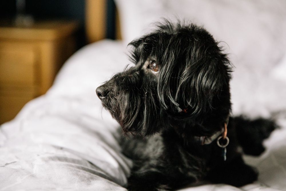 A black shaggy dog resting peacefully on white bedding.