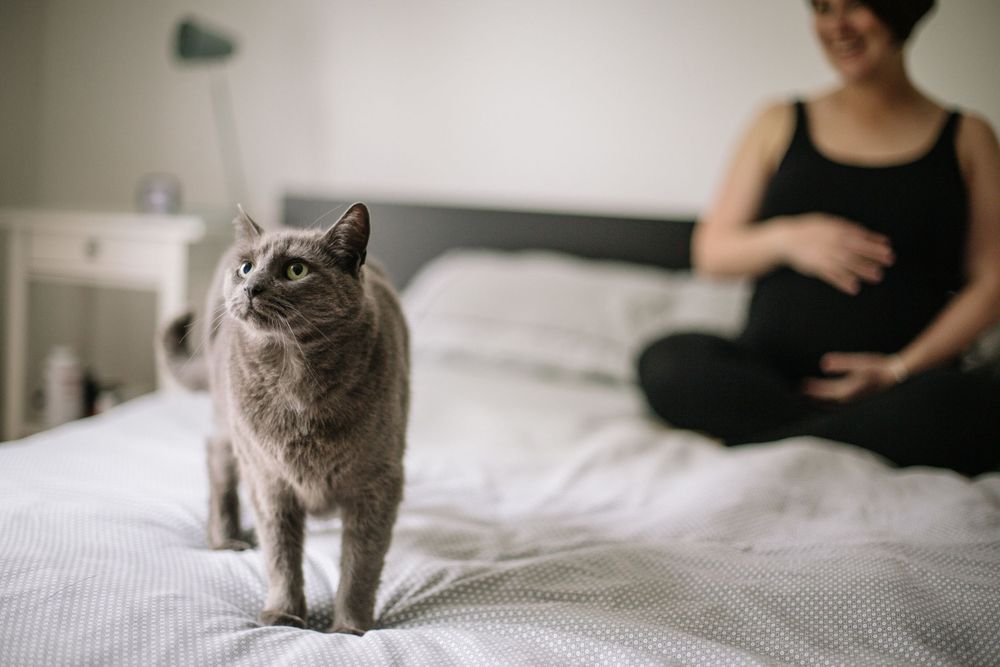 A grey cat stands on a bed next to an expectant figure in a dark room.