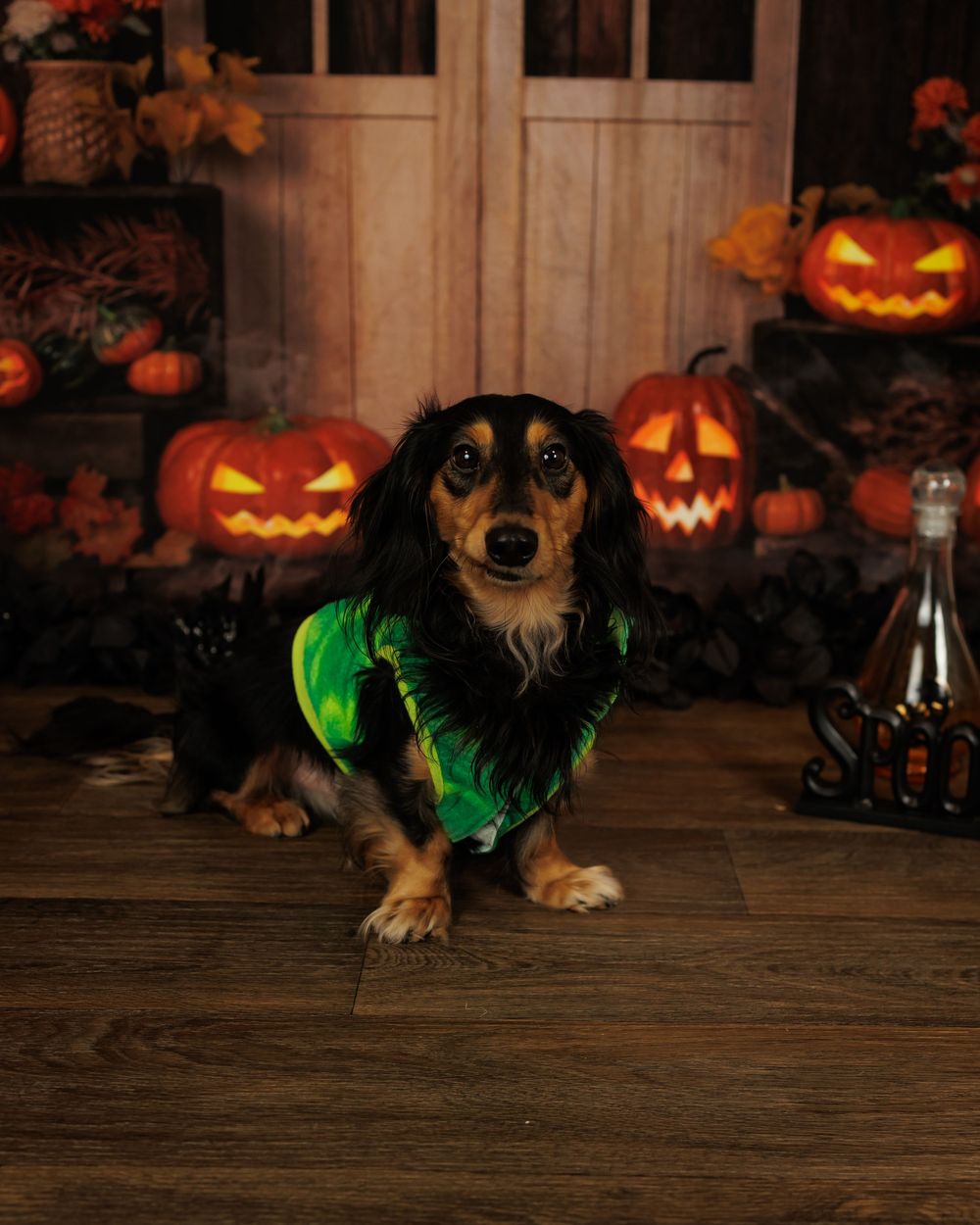 A small dog wearing a green costume sits among glowing Halloween jack-o'-lanterns on a wooden floor.