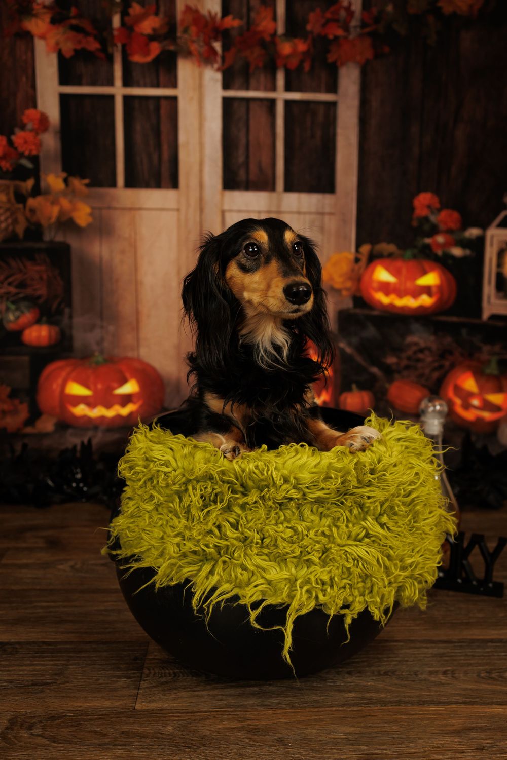A black dog wearing a yellow tutu poses with glowing Halloween pumpkins on a wooden deck at night.