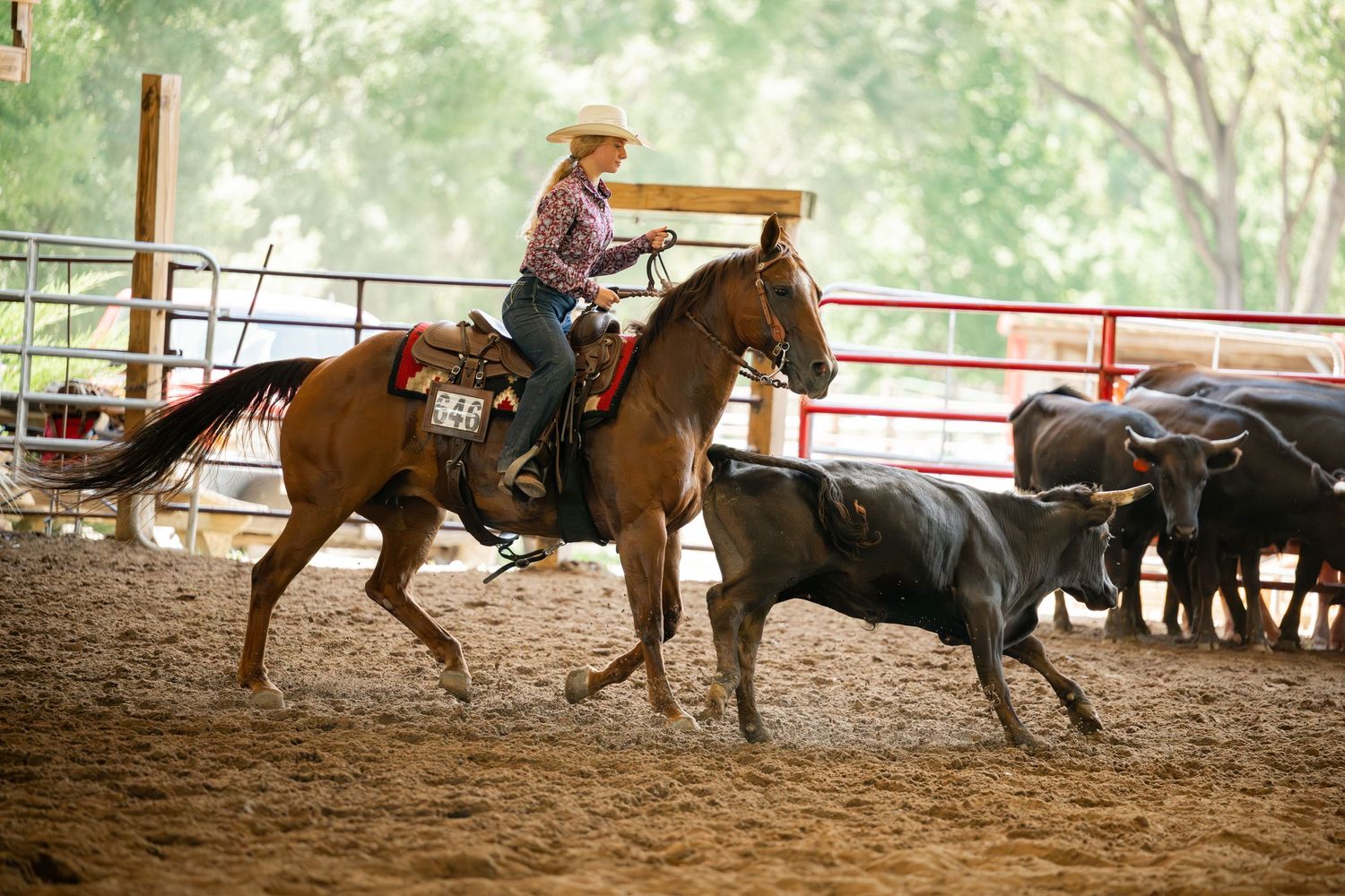 Skilled rider on horseback chases cattle in a dusty arena during a rodeo competition.