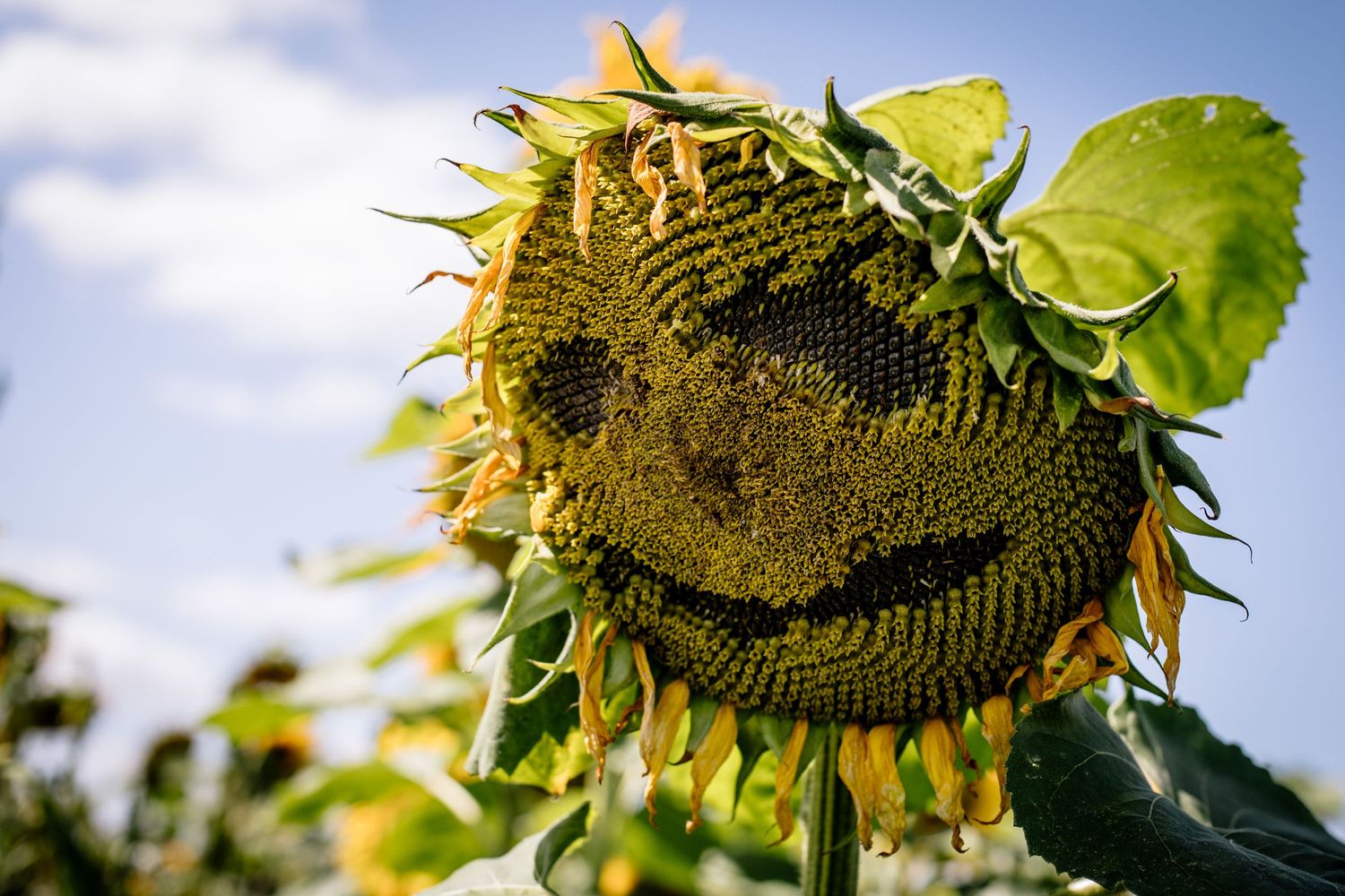 Close-up of a sunflower with natural smiley face pattern in its center against blue sky.