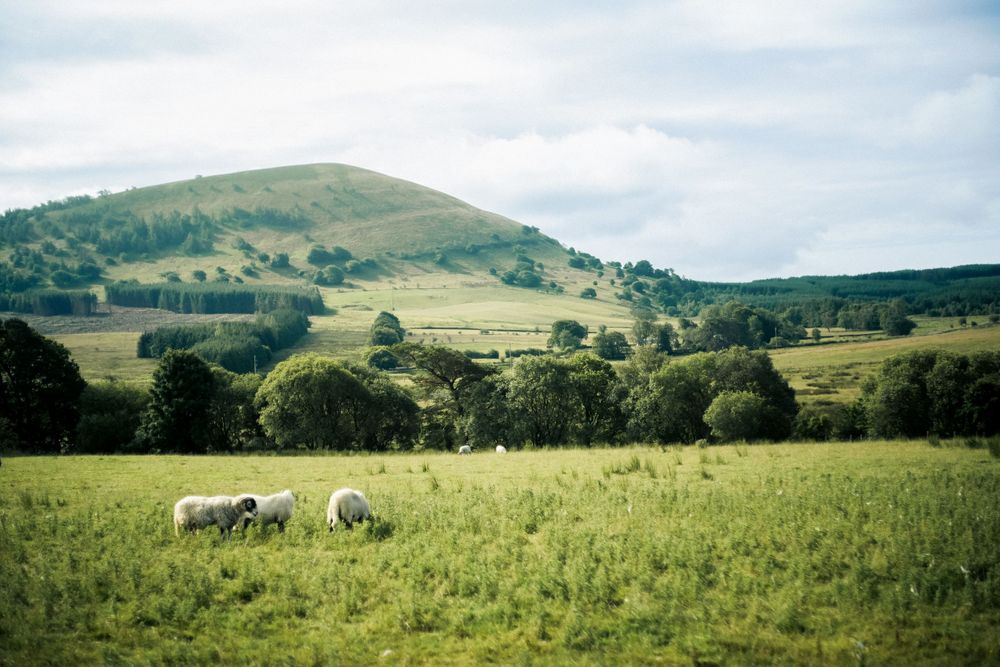 Sheep grazing in a green meadow with rolling hills and forests in the background.