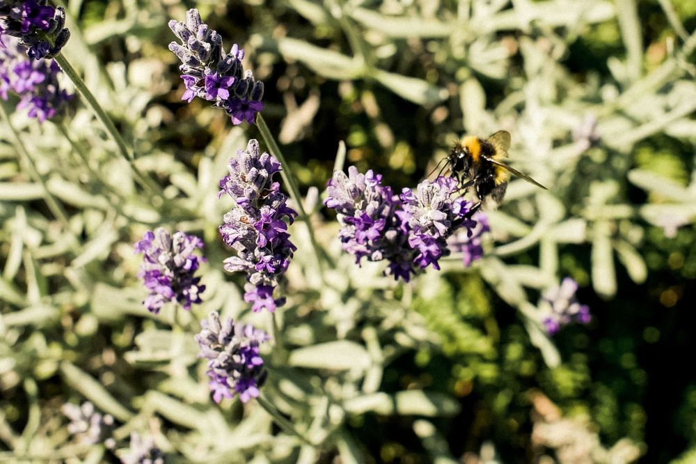 Close-up of a bee pollinating purple lavender flowers in bright sunlight.