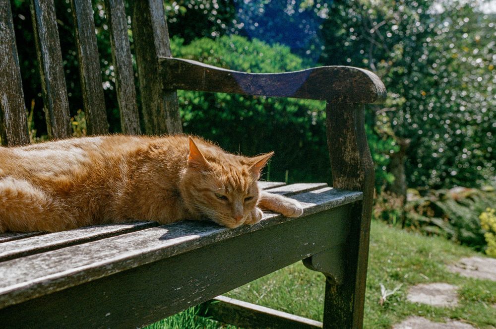 A ginger cat lounges peacefully on a wooden bench in a garden setting.